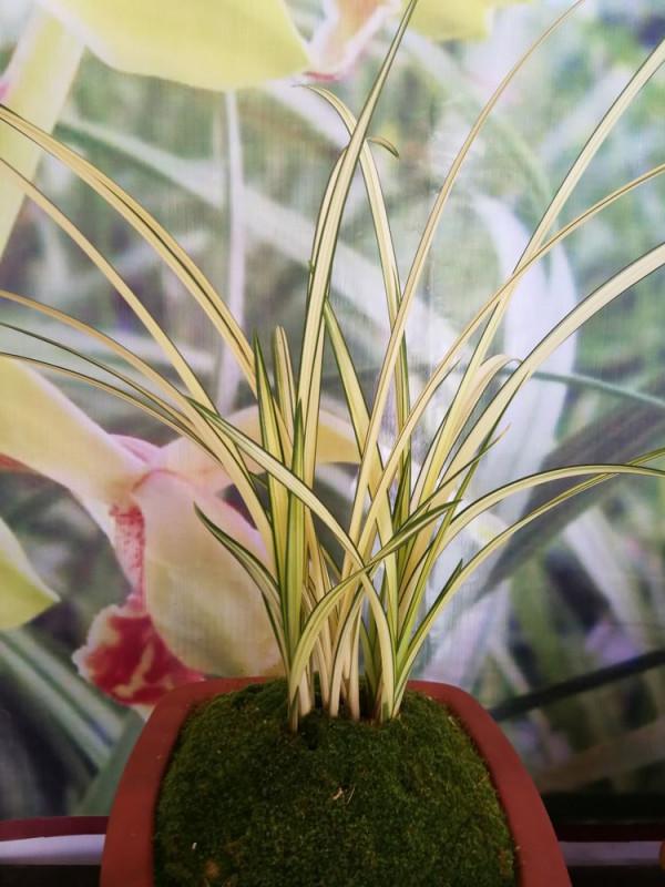 他多年前偶然收購一棵龍根小藝草，2017年，他靠此花獲利500多萬