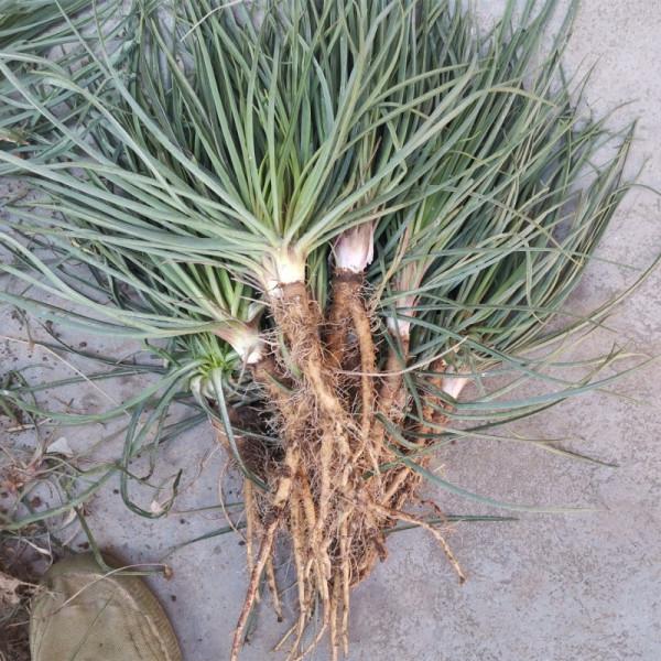 38種路邊的野菜，常常見到但不一定都認識，看你吃過幾種？