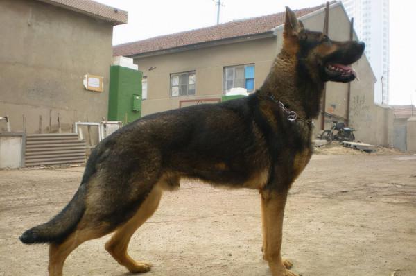 德國牧羊犬的四大品種，你知道哪些？