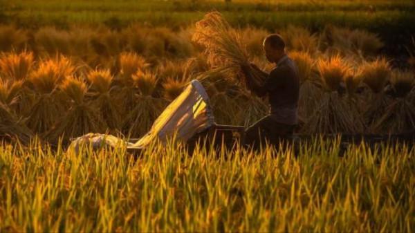 稻花香裡說豐年!稻穀飄香的秋日你記錄了嗎? 稻花香裡說豐年!稻穀飄香的秋日你記錄了嗎?