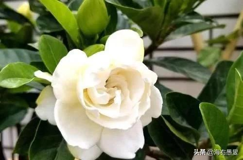 花友小常識：這幾樣東西配花土，不爛根，長勢旺