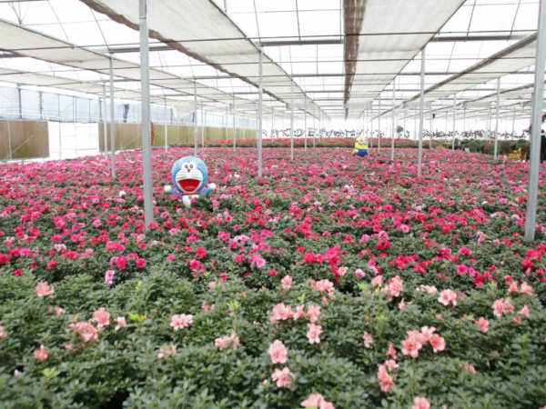 美！美！美！桐梓這裡的杜鵑花開啦