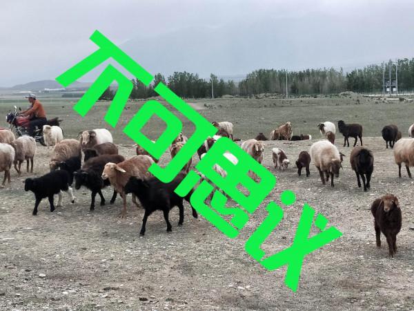 真不可思議!在新疆溫泉縣,竟然發現了山海經神獸!可憐可愛可嘆 真不可思議!在新疆溫泉縣,竟然發現了山海經神獸!可憐可愛可嘆