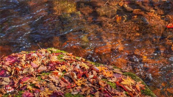 又快到了去本溪賞楓的季節，楓林谷是我退休以後每年都要去的地方