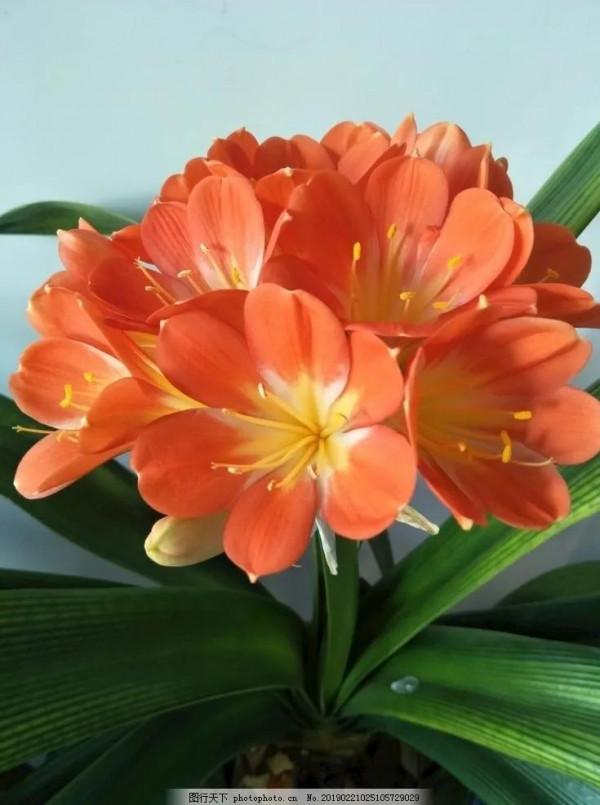 分享圖片：醉美君子蘭