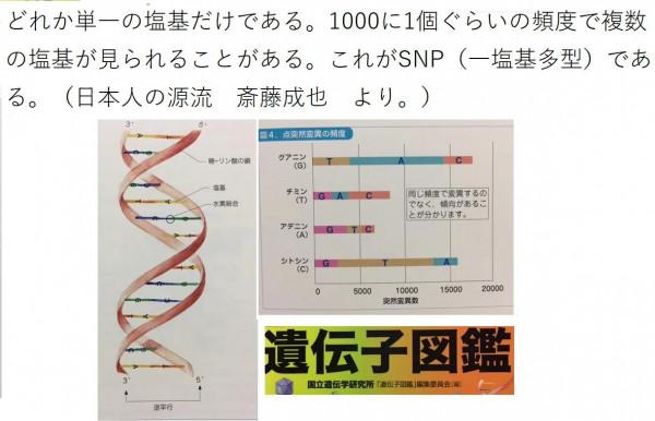 62.1%日本男性DNA,攜帶中朝男性不具有的Y染色體 62.1%日本男性DNA,攜帶中朝男性不具有的Y染色體