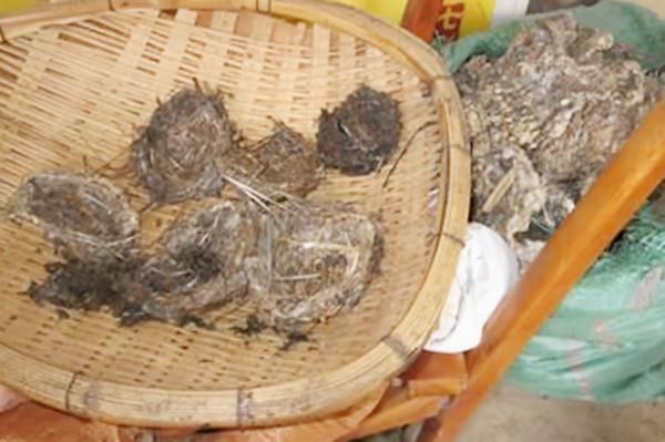 最後的採燕窩人：貴的一斤2萬6，兒子寧願打工也不學