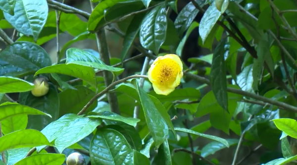 曾在野外滅絕百年,如今在雲南深山怒放!這些美麗又瀕危的花,你認識幾種? 曾在野外滅絕百年,如今在雲南深山怒放!這些美麗又瀕危的花,你認識幾種?