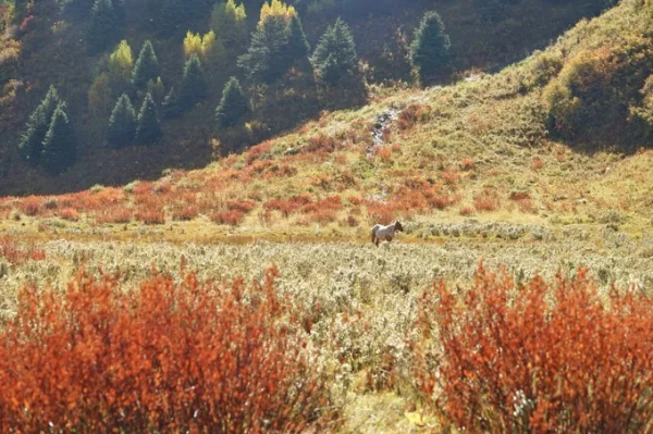 川西塔公草原一個可同時看到雅拉雪山和貢嘎雪山的露營理想地 川西塔公草原一個可同時看到雅拉雪山和貢嘎雪山的露營理想地