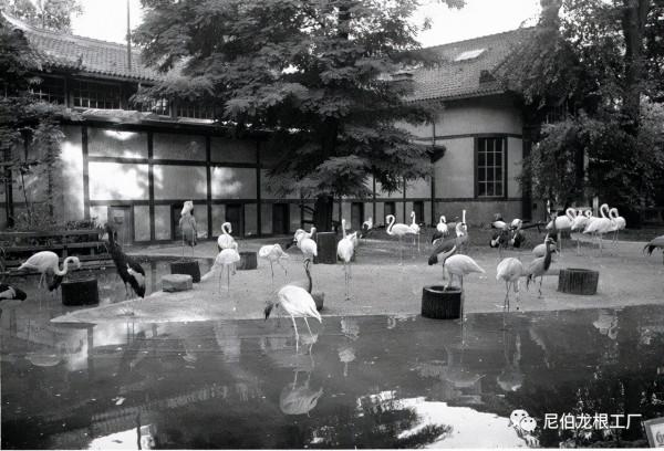 沒救了，燉了吧：二戰中的德國柏林動物園