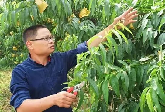 江蘇大叔發明出&quot;懶人種桃法&quot;，種出一斤半&quot;桃王&quot;，一個桃達125元