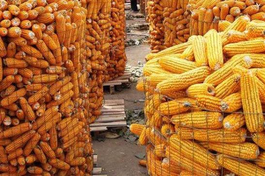 九九重陽節到了,俗話說“九九晴一冬凌,九九陰一冬溫”,啥意思 九九重陽節到了,俗話說“九九晴一冬凌,九九陰一冬溫”,啥意思