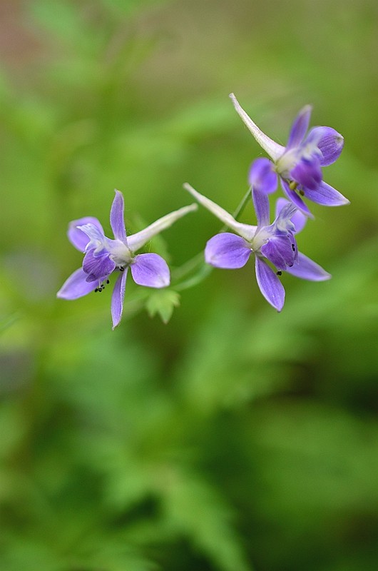 《百花集》（二百二十二）