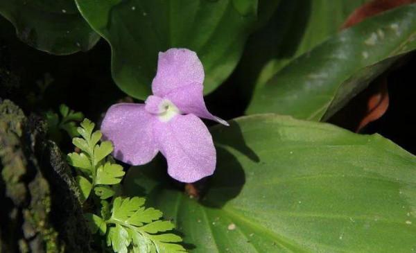 山奈花，美麗的林間奇花異草（八）