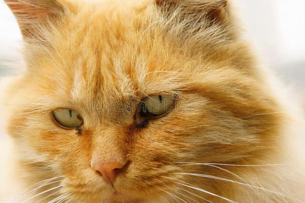 縱然養貓千百種，不養大橘空遺憾 2、和大橘的吻頸之交