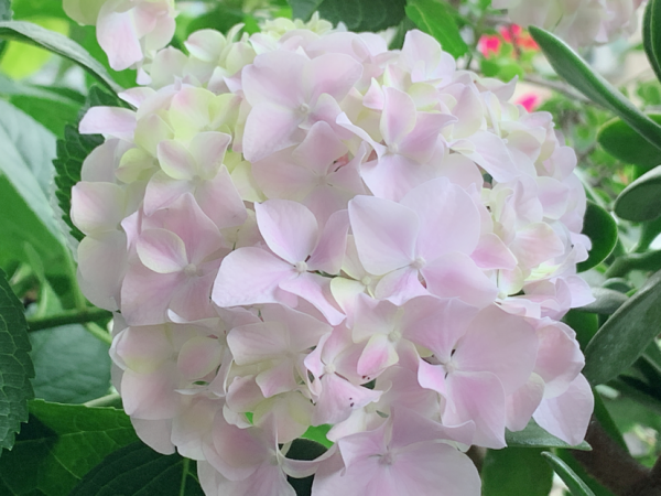 6種花特耐陰，光照不好也能養好，適合北陽臺