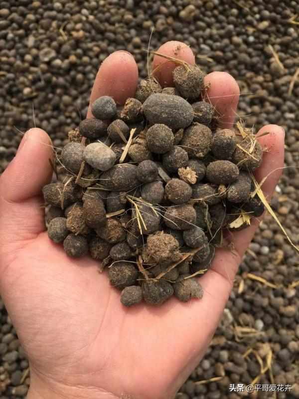 臘月養花,出門撿2種“垃圾”扔盆裡,澆水這樣做,養啥花都省心 臘月養花,出門撿2種“垃圾”扔盆裡,澆水這樣做,養啥花都省心