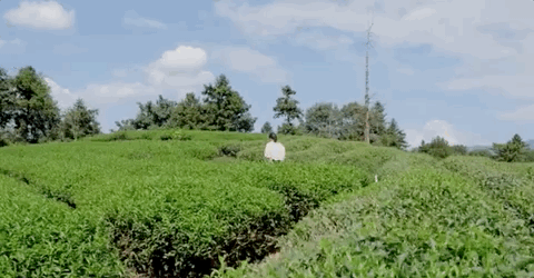 女文青修45㎡毛坯房火了:不畫一張圖紙,27天完工 女文青修45㎡毛坯房火了:不畫一張圖紙,27天完工