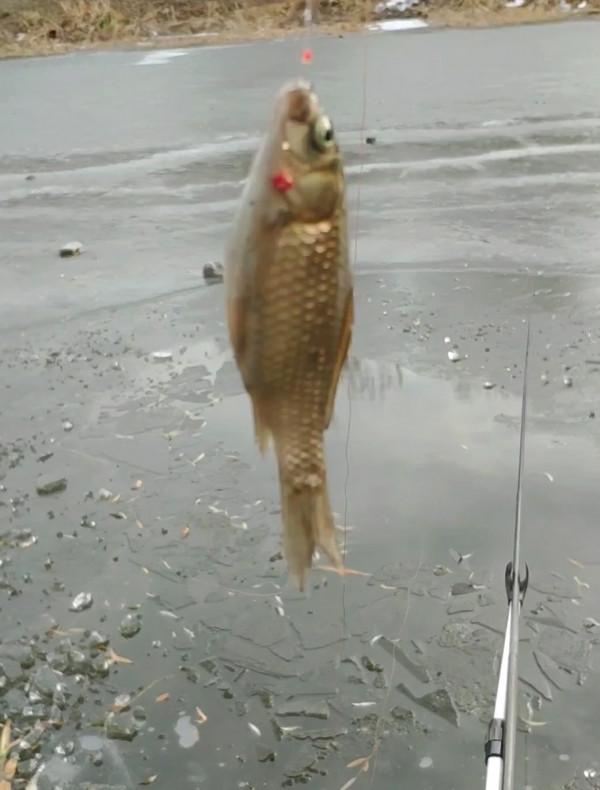 氣溫零下破冰垂釣,雙尾收杆漁獲爆盆 氣溫零下破冰垂釣,雙尾收杆漁獲爆盆