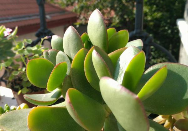 老人居室養&OpenCurlyDoubleQuote;3種花&rdquo;，漂亮大氣、茁壯好養，長壽健康相伴