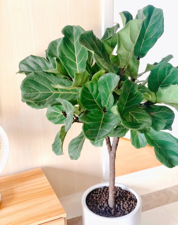 在室內很好養的3樣綠植,葉片繁茂大氣,養護省心賞心悅目 在室內很好養的3樣綠植,葉片繁茂大氣,養護省心賞心悅目