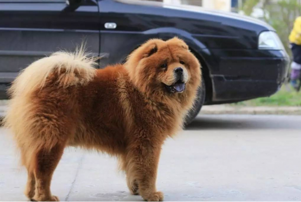 想養狗又不想運動，養這些狗最合適
