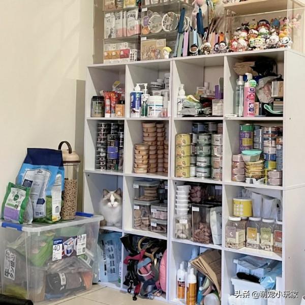 「貓車撿漏maoche331」貓車群真的可以撿漏嗎？低成本養貓攻略