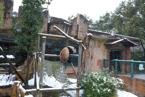 新年遇瑞雪，動物園的寶寶們樂瘋啦