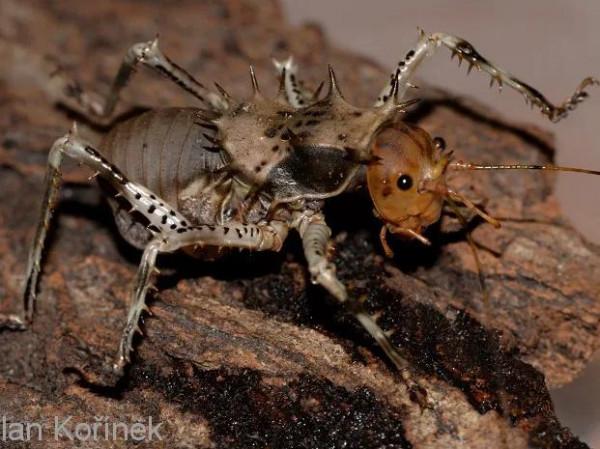 身披鎧甲的小螽斯