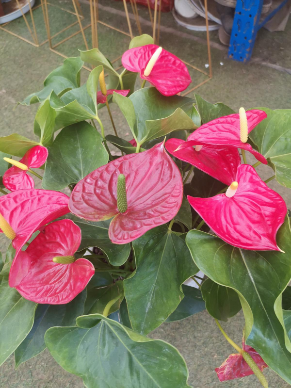 4種旺運花,花開大紅色,養在家“招財顯富貴” 4種旺運花,花開大紅色,養在家“招財顯富貴”