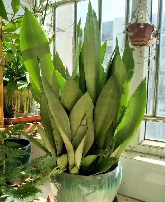 虎皮蘭有“3怕2不喜”，難怪東倒西歪，從不出“新芽”