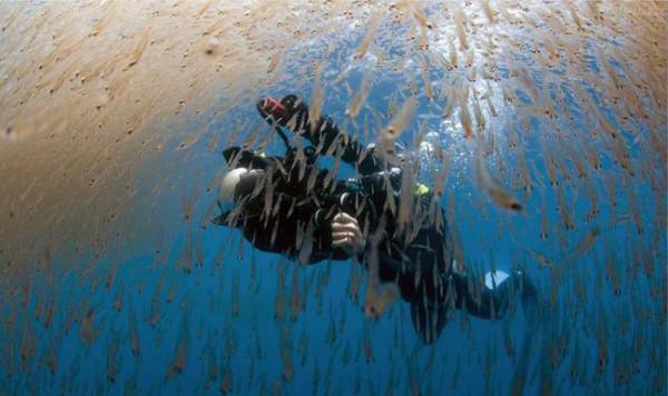 南極冰蓋下儲存著大量的“糧食”，10億噸的磷蝦，能養活上億的人