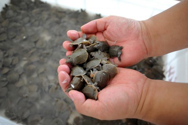 70後大叔陳靜濤，仿野生養殖甲魚，絕地翻身年銷6000萬