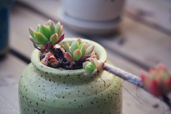 多肉植物愛當“單身狗”？用3個方法，快速讓它“拖家帶口”