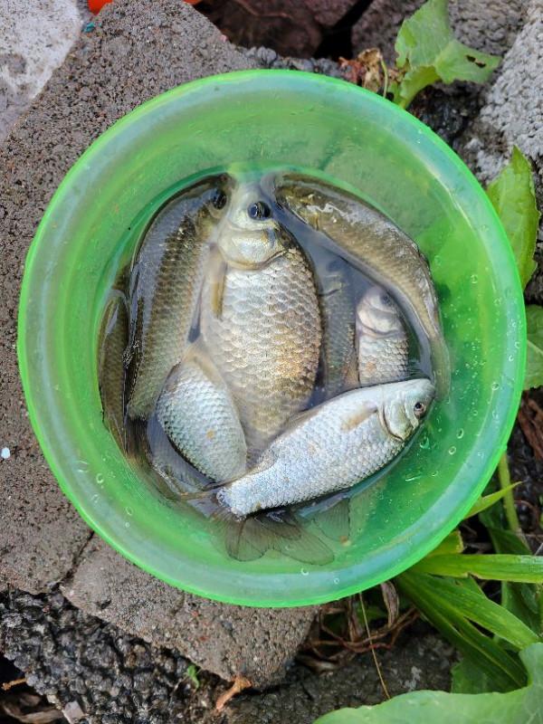 繼續門口小釣,測漢鼎真鼎溪流竿,另幾無漂相,小鉤細線調漂問題 繼續門口小釣,測漢鼎真鼎溪流竿,另幾無漂相,小鉤細線調漂問題