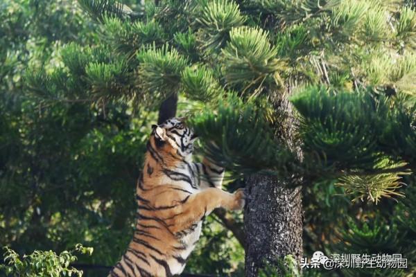 福虎開心驛站「 i 老虎 you」