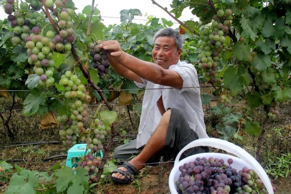 比阿維菌素強10倍，內吸+觸殺，蟲卵通殺，徹底根治根結線蟲