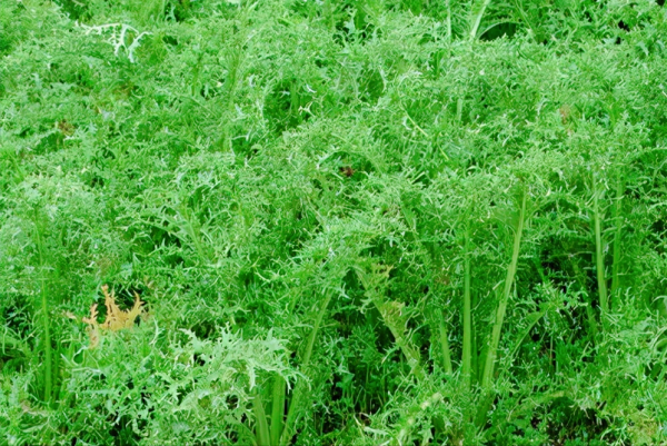 銀絲芥菜怎麼種？選擇合適的季節，20-60天採收，畝產可達3000斤