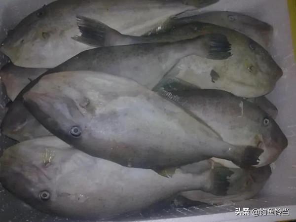 這種魚需要去頭和剝皮,以前根本沒人吃,現在卻是釣魚人的最愛 這種魚需要去頭和剝皮,以前根本沒人吃,現在卻是釣魚人的最愛