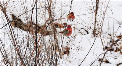 生態環境美 鳥兒翩翩來