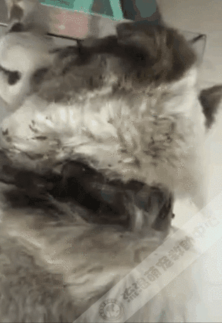 小狗被項圈緊緊箍住,脖子皮肉潰爛血肉模糊,看一眼就渾身起疙瘩 小狗被項圈緊緊箍住,脖子皮肉潰爛血肉模糊,看一眼就渾身起疙瘩