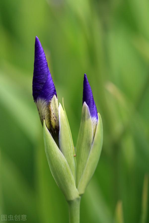 很獨特的花兒，不忍心獨享。你可能沒見過幾樣。有幾種你認識的？