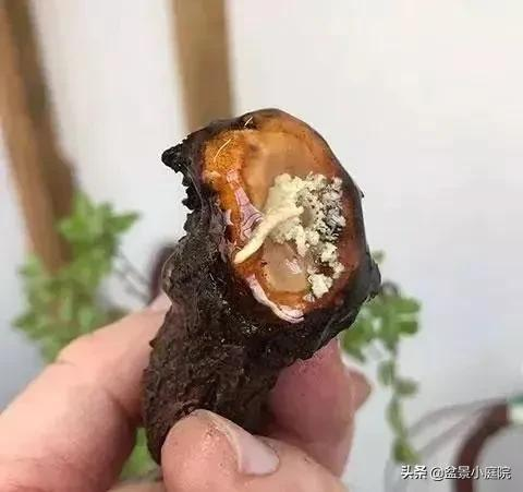 老枝扦插迅速獲取成品盆景的秘密