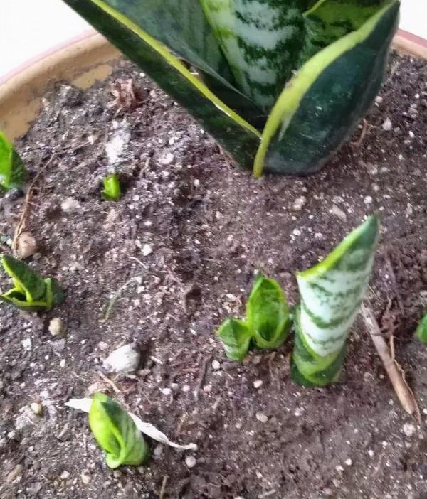 7種花有個小機關,找對位置開啟它,新芽爆滿盆 7種花有個小機關,找對位置開啟它,新芽爆滿盆