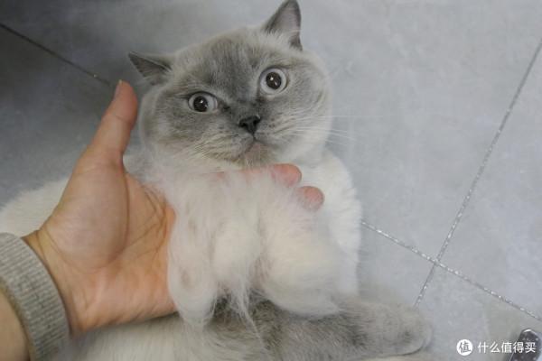 養三隻貓是一種怎樣的體驗？過來人的養貓（勸退）指南