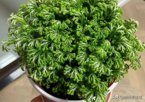 8種“喜水花”，不怕澆死了，越澆水長得越旺，手不勤養不活