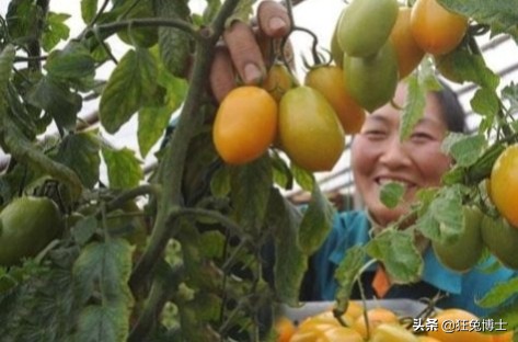 這是外國神樹?看看中國都曾引進過哪些?沒有對比就沒有傷害 這是外國神樹?看看中國都曾引進過哪些?沒有對比就沒有傷害