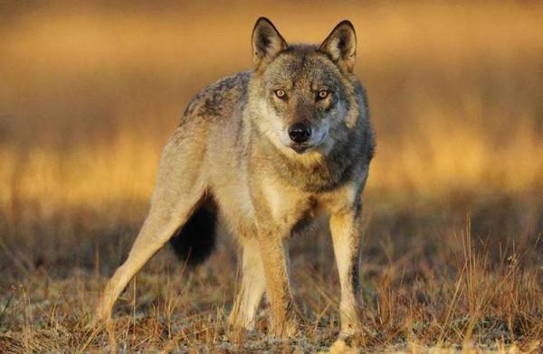 1988年，孤寡老人在沙漠種樹養狼，乾旱季，狼群帶老人找到新水源