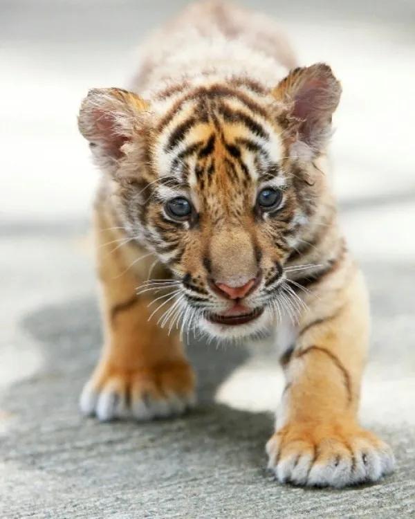 虎年收“萌”虎，萌寵大作戰