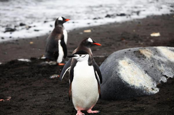 南極大陸的探索